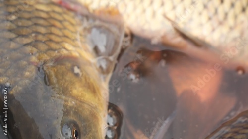 Video live fish carp in the tray on the market photo