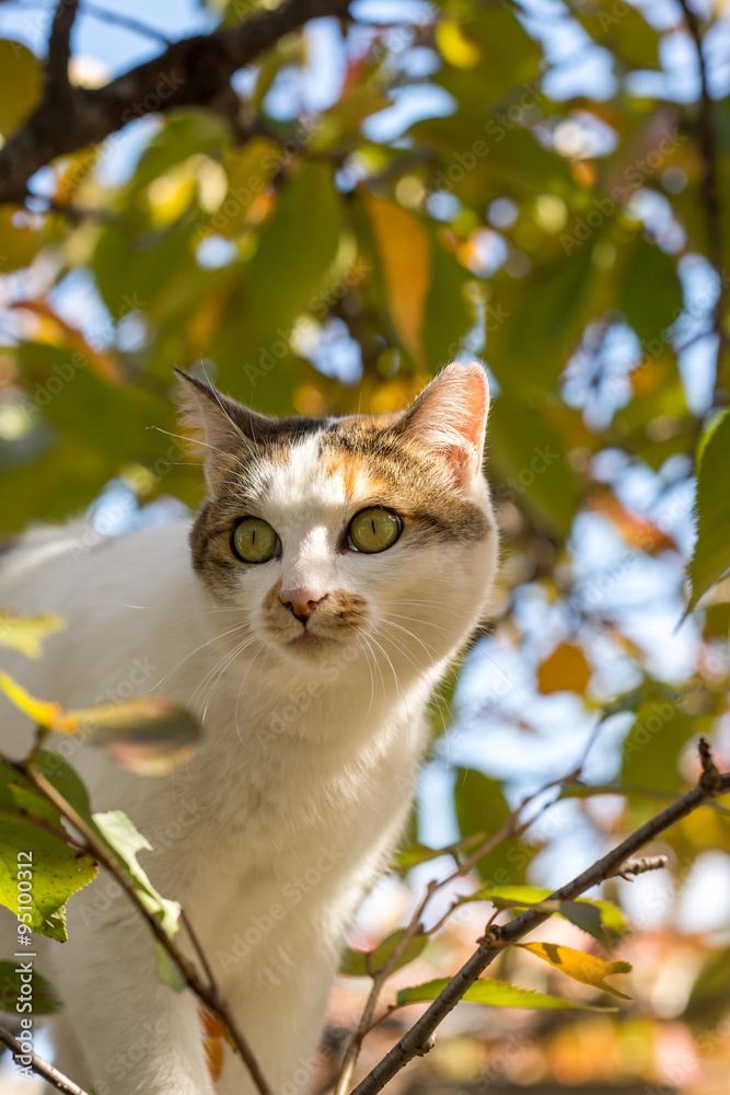 梔子色の中ののらねこ 梔子色の中ののらねこ
