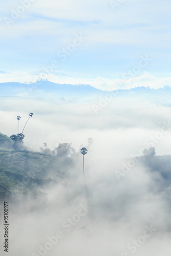 Morning view fog covering the mountain forests