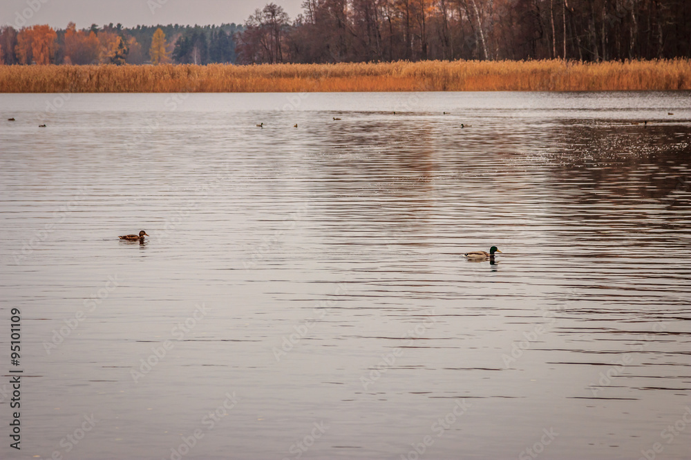 lake in autumn lake in autumn