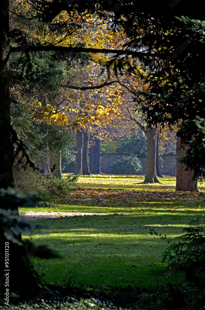 Autumn park in the sunlight.Fall trees and green meadow in between in Pillnitz palace forest, Dresden,Saxony,Germany