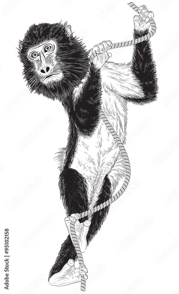 Fototapeta premium monkey with a rope on white background