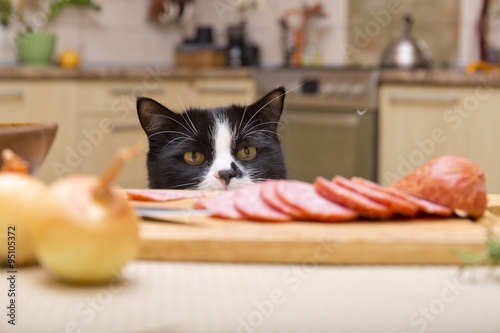 Fototapeta Naklejka Na Ścianę i Meble -  cat steals sausage from the table
