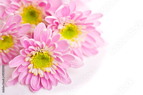 Close up of the pink daisy on white