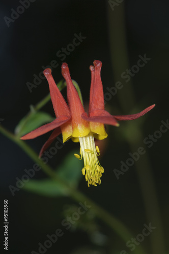 Red Columbine (Aguilegia formosa), , Gabriola, British Columbia, Canada photo