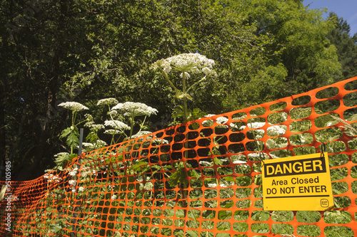 BC Parks warning sign for Giant Hogweed (Heracleum mantegazzianum), Gabriola, British Columbia, Canada. Hogweed is a poisonous plant  photo
