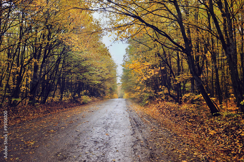 Pathway through the autumn forest © nmelnychuk