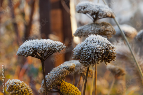 Morning frost on the first yarrow flowers in late autumn