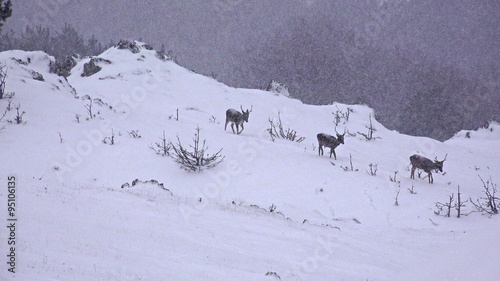 European Red deer (cervus elaphus) on snow  photo