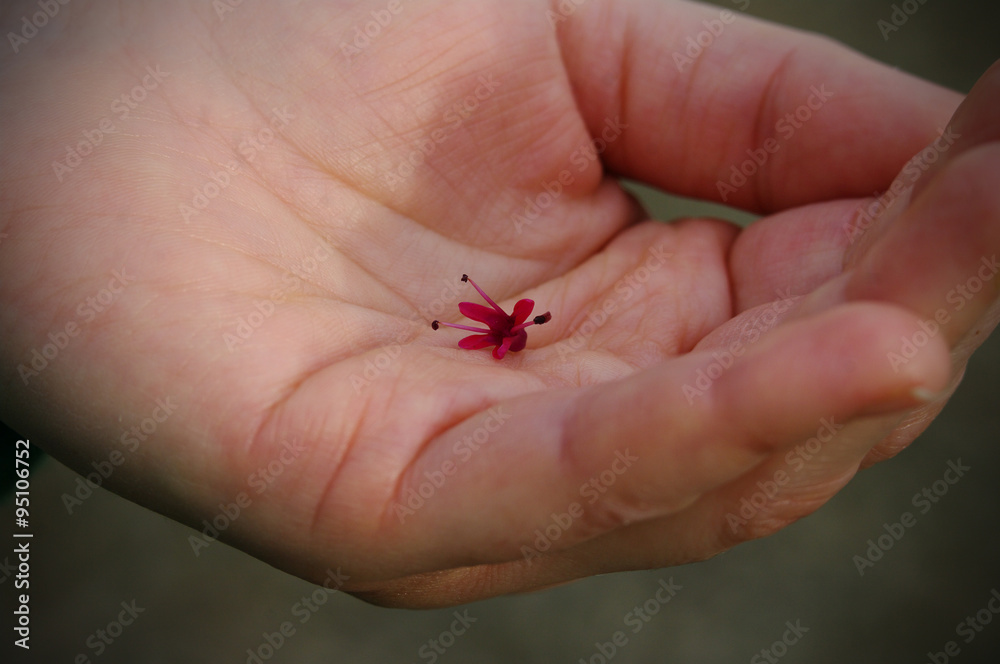 Fototapeta premium Kleine Blï¿½te auf der Hand