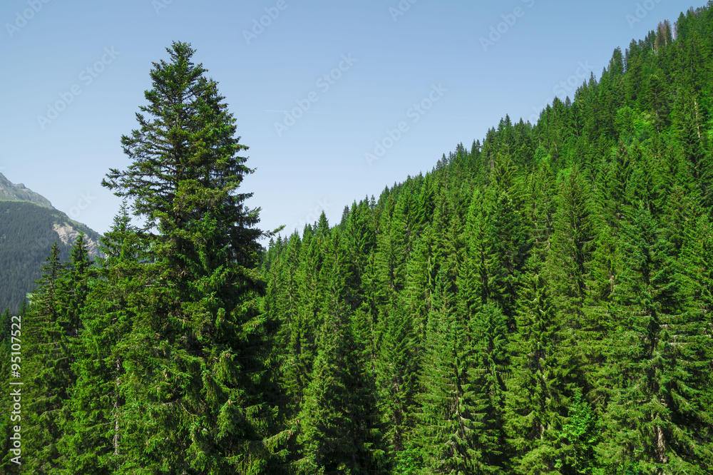 Pine trees in the mountains