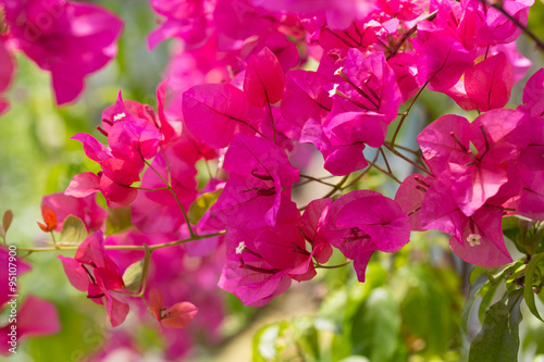 blossoming Bougainvillea bush with pink flowers #95107900