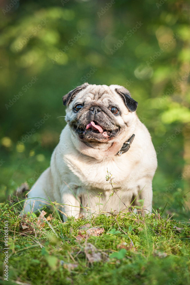 Pug sitting on the hill in the forest