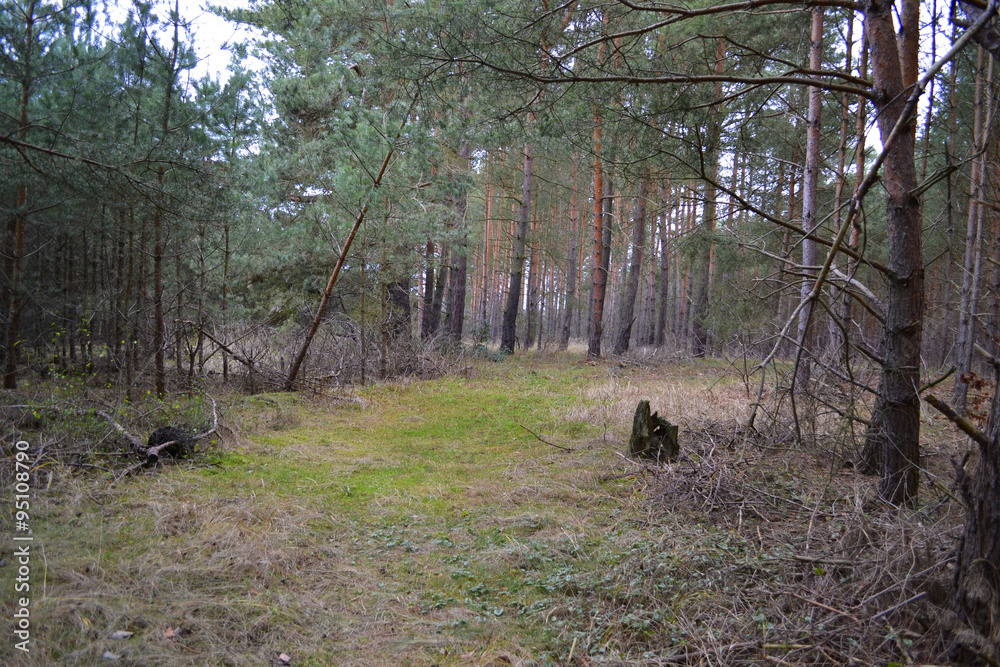 Waldweg