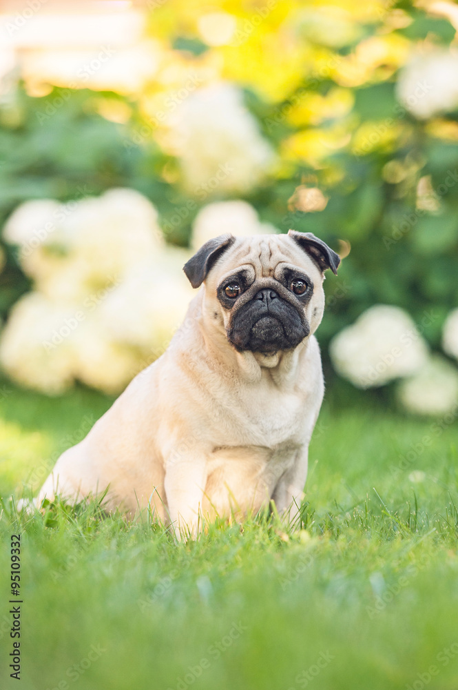 Pug dog sitting on the lawn in summer