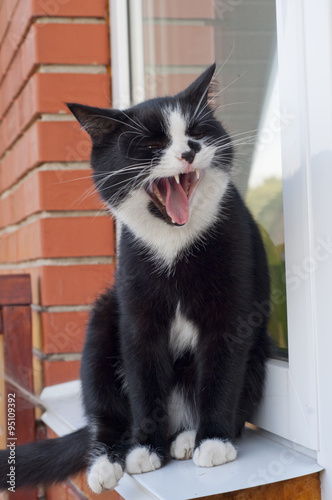 cat sitting on the window sill and yawns outside