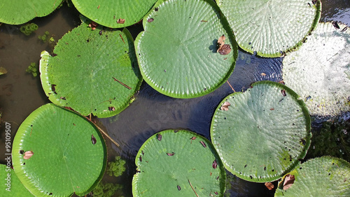 Victoria Regia - the largest water lily in the world photo