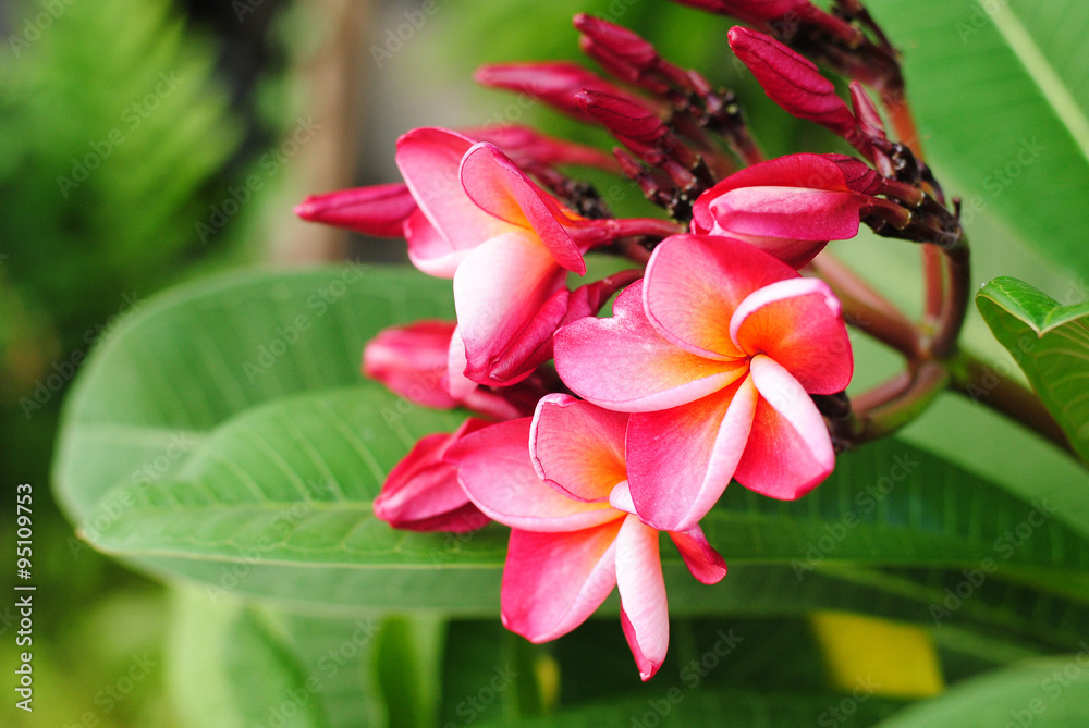 Fototapeta premium flowers nature background blossom spa 