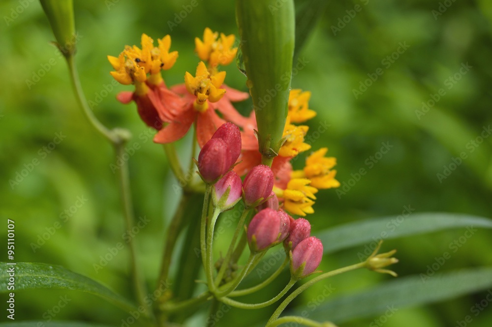 A small cluster of flowers off a trail just after a morning rain. A small cluster of flowers off a trail just after a morning rain.