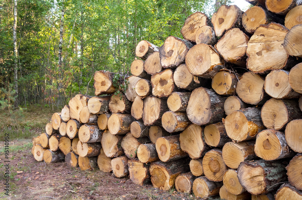 The put birch logs in the wood