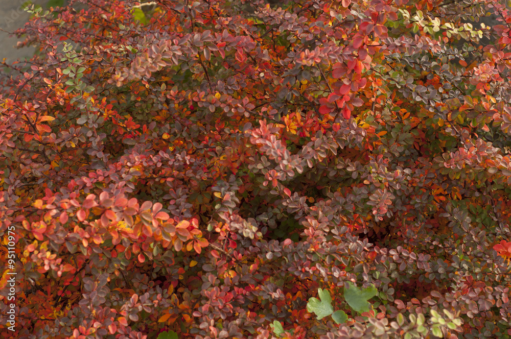 red leaves of barberry autumn foggy morning in the garden red leaves of barberry autumn foggy morning in the garden