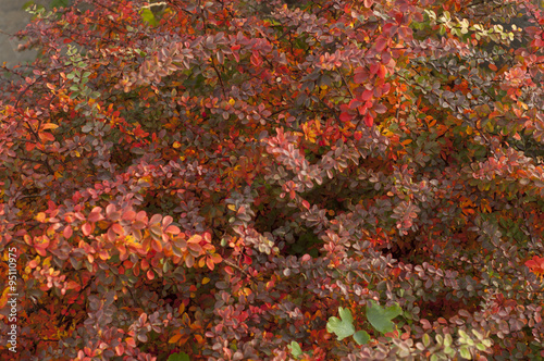 red leaves of barberry autumn foggy morning in the garden