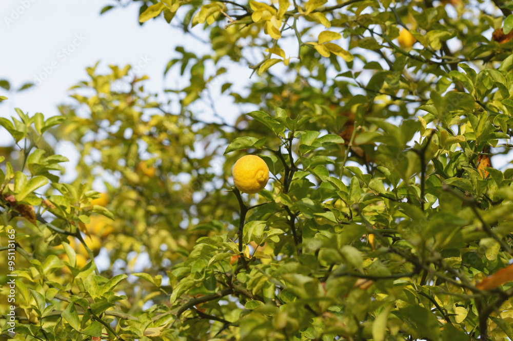 Poncirus trifoliata dreiblättrige Bitterorange aus China