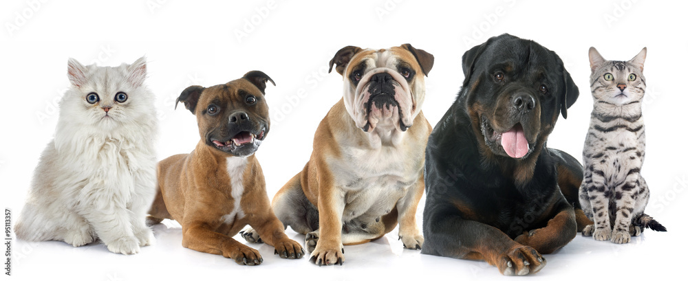 cats and dogs cats and dogs