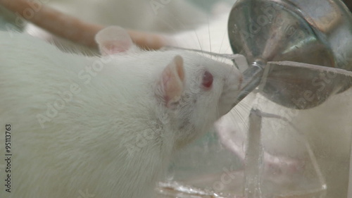 Rats in research laboratory