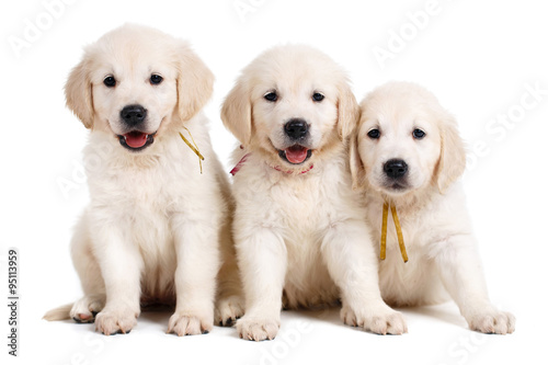 Three white Labrador puppy on white background