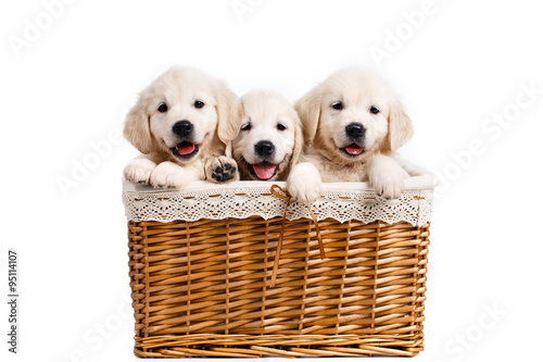 Three white Labrador puppy in a wicker basket