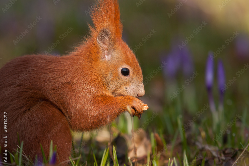 Eichhörnchen im einer Krokuswiese Eichhörnchen im einer Krokuswiese