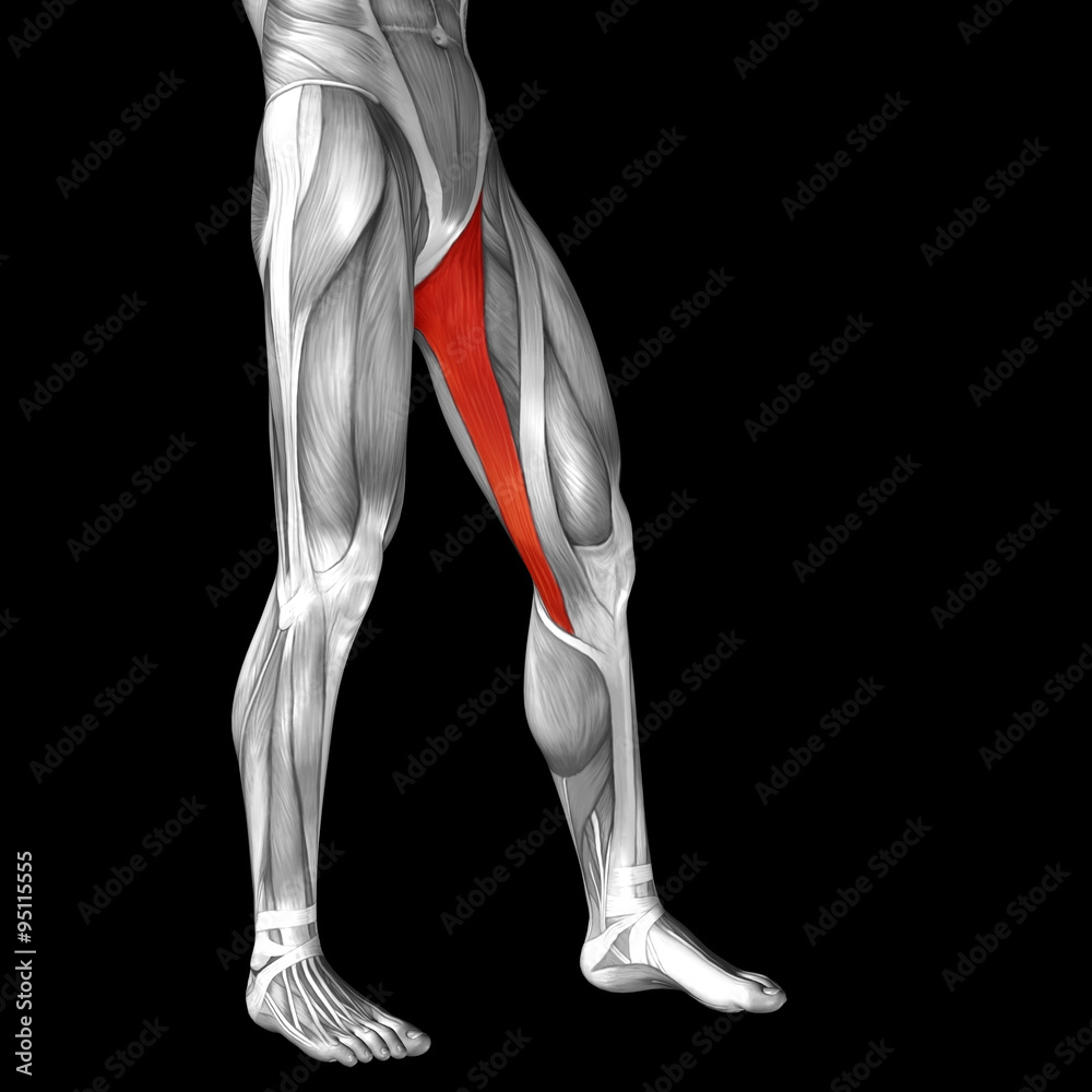 Conceptual 3D human front upper leg muscle anatomy