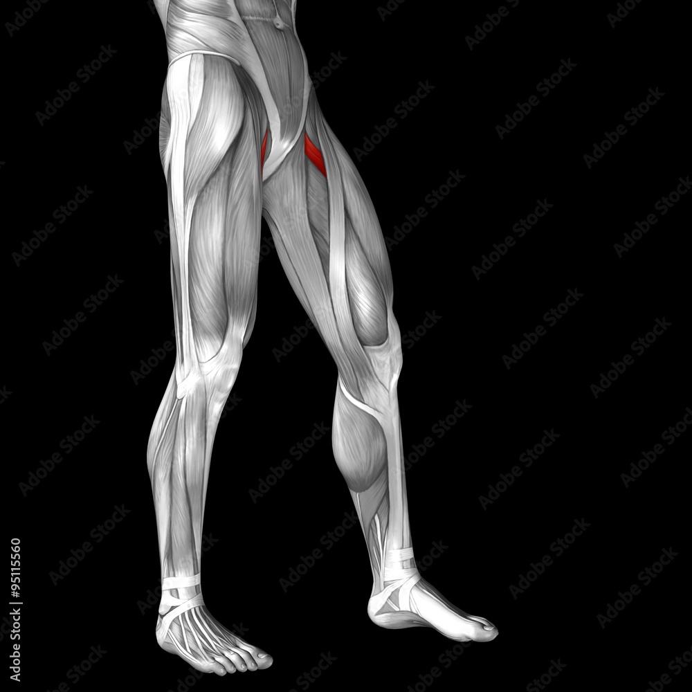 Conceptual 3D human front upper leg muscle anatomy Conceptual 3D human front upper leg muscle anatomy