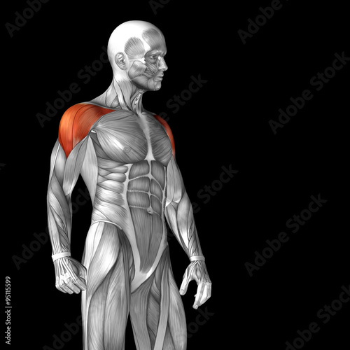 Conceptual 3D anatomy muscle isolated