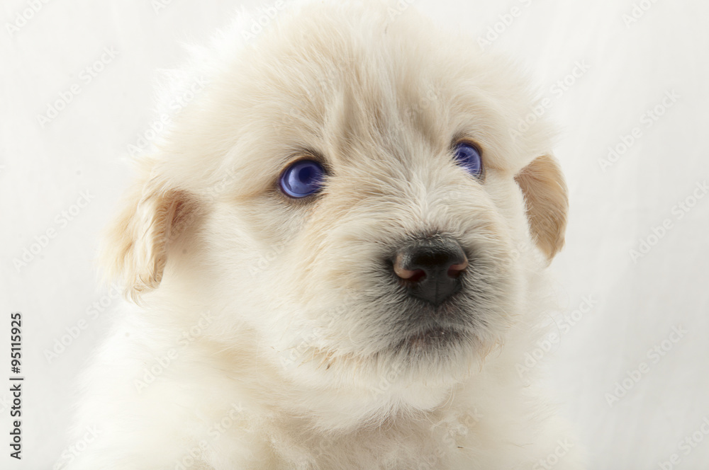 white puppy muzzle South Russian Shepherd closeup white puppy muzzle South Russian Shepherd closeup