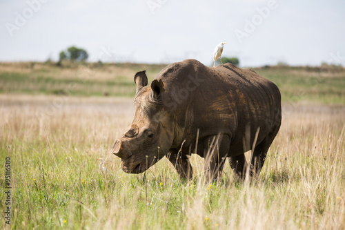 White Rhino © hannesthirion