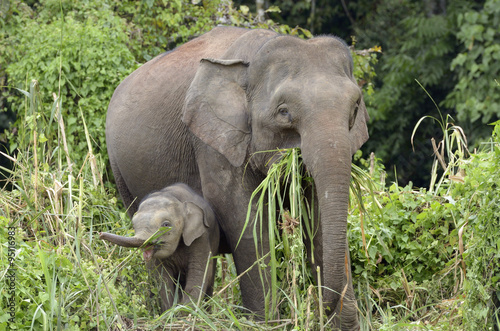 Borneo's Pygmy elephants