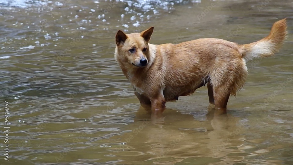 a dog is standing in the shallow pool of the stream and looking around