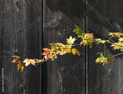 Bright Colored Autumn Maple Leaves against old Gray Barn Wood
