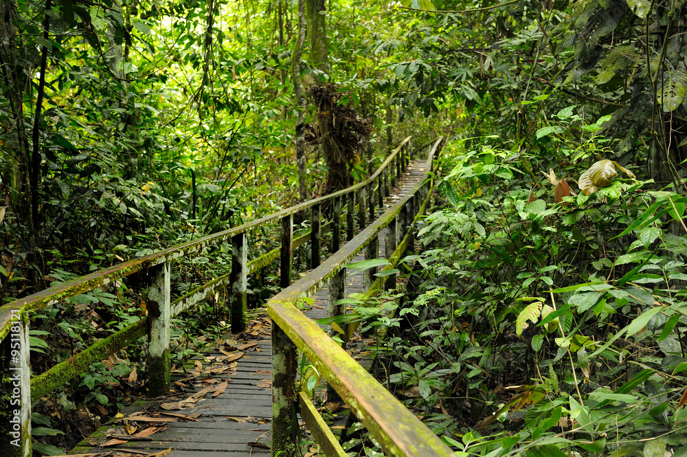 Canopy in rain forest