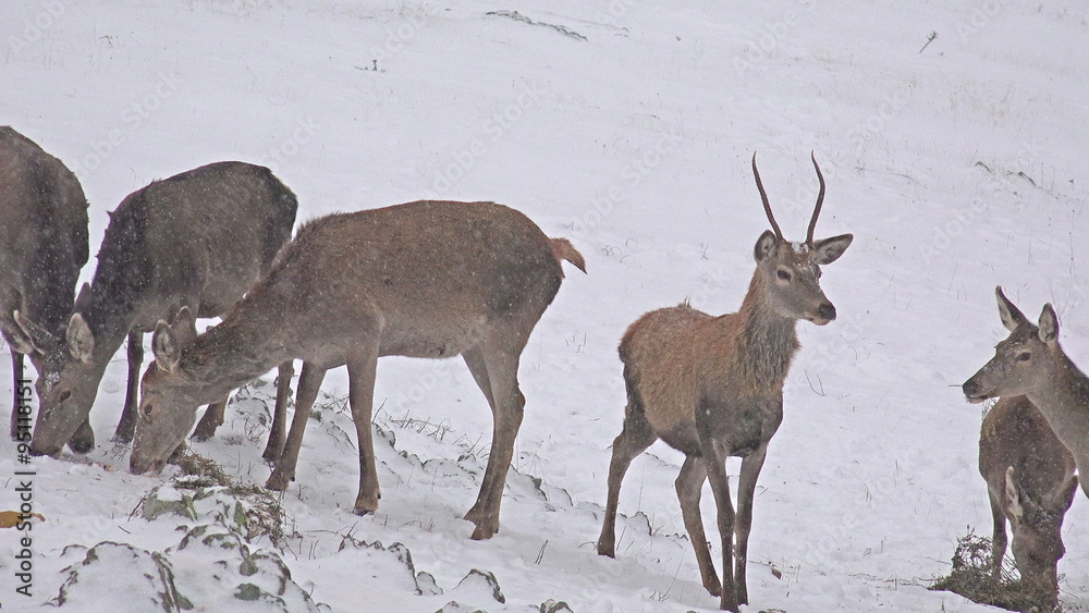 Beautiful Group of Deer in Wildlife, Winter Beautiful Group of Deer in Wildlife, Winter