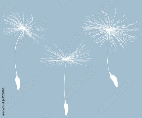 three white dandelion seeds silhouette isolated on blue