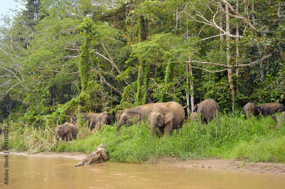 Borneo's Pygmy elephants Borneo's Pygmy elephants