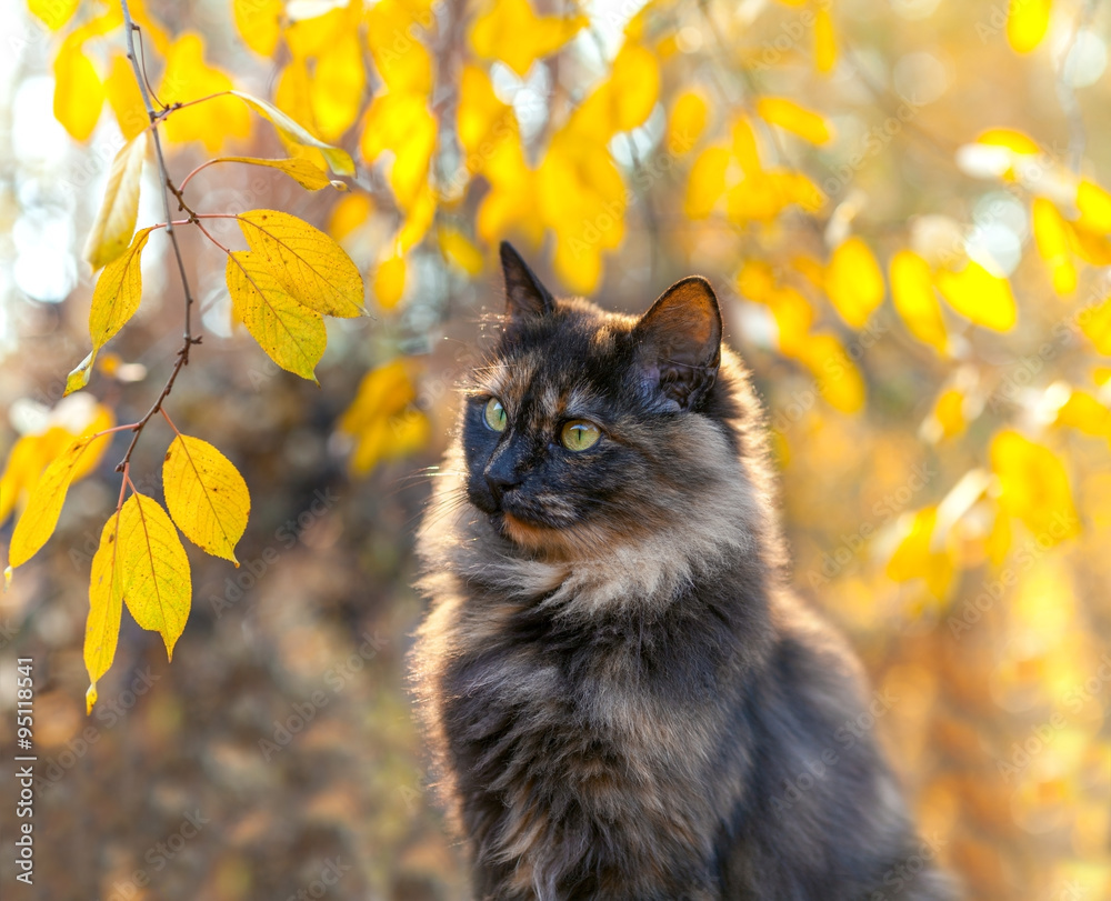 Obraz premium Cute cat near tree in autumn