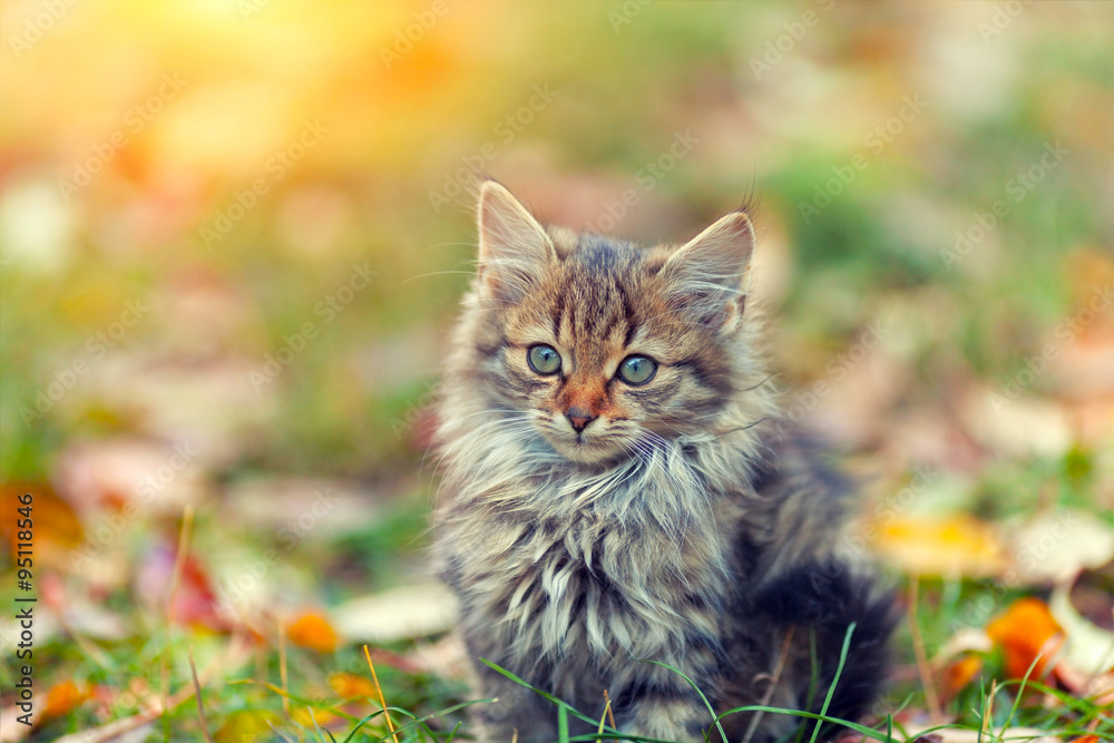 Portrait of little kitten on the grass with fallen leaves in autumn Portrait of little kitten on the grass with fallen leaves in autumn