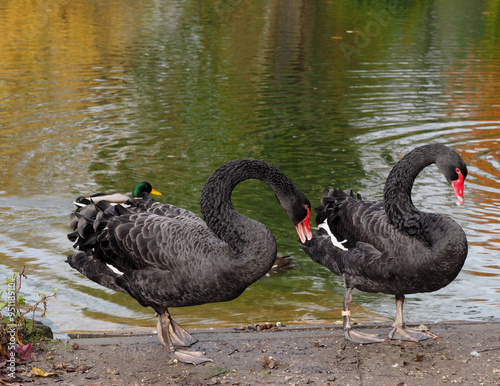 Black Swans