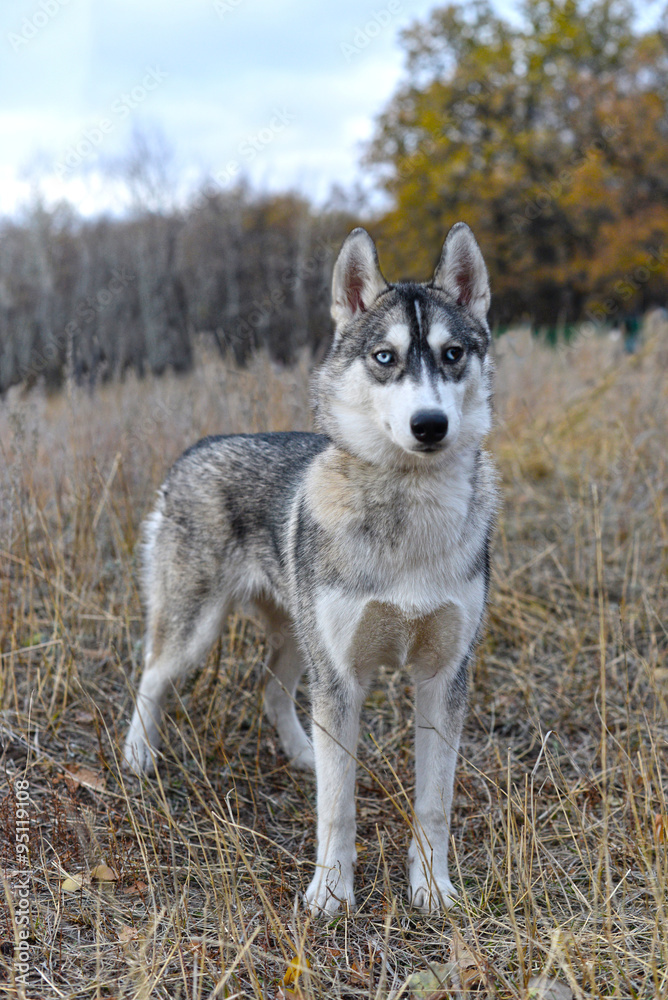 the gray wolf in the autumn forest the gray wolf in the autumn forest