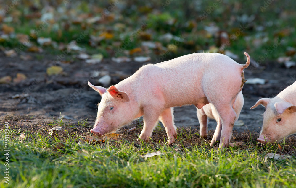Piglets walking on farm Piglets walking on farm