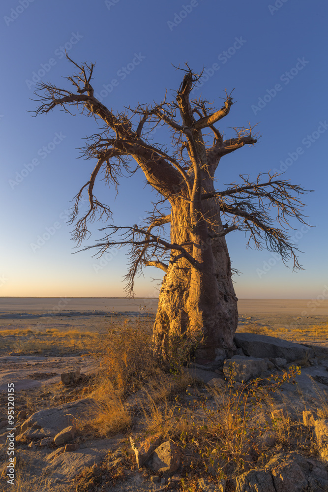 Lone Baobab Tree at Sunrise Lone Baobab Tree at Sunrise